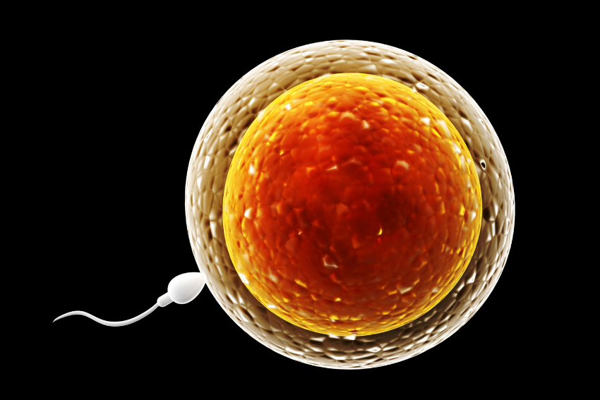 Ovulation induction treatment by Dr. Sravani Reddy at Vedika Clinic
